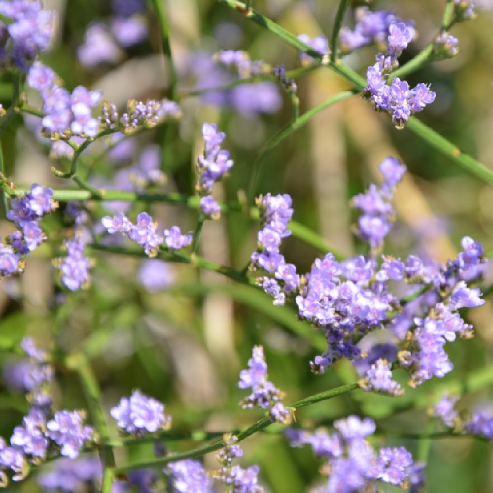 LIMONIUM gmelinii