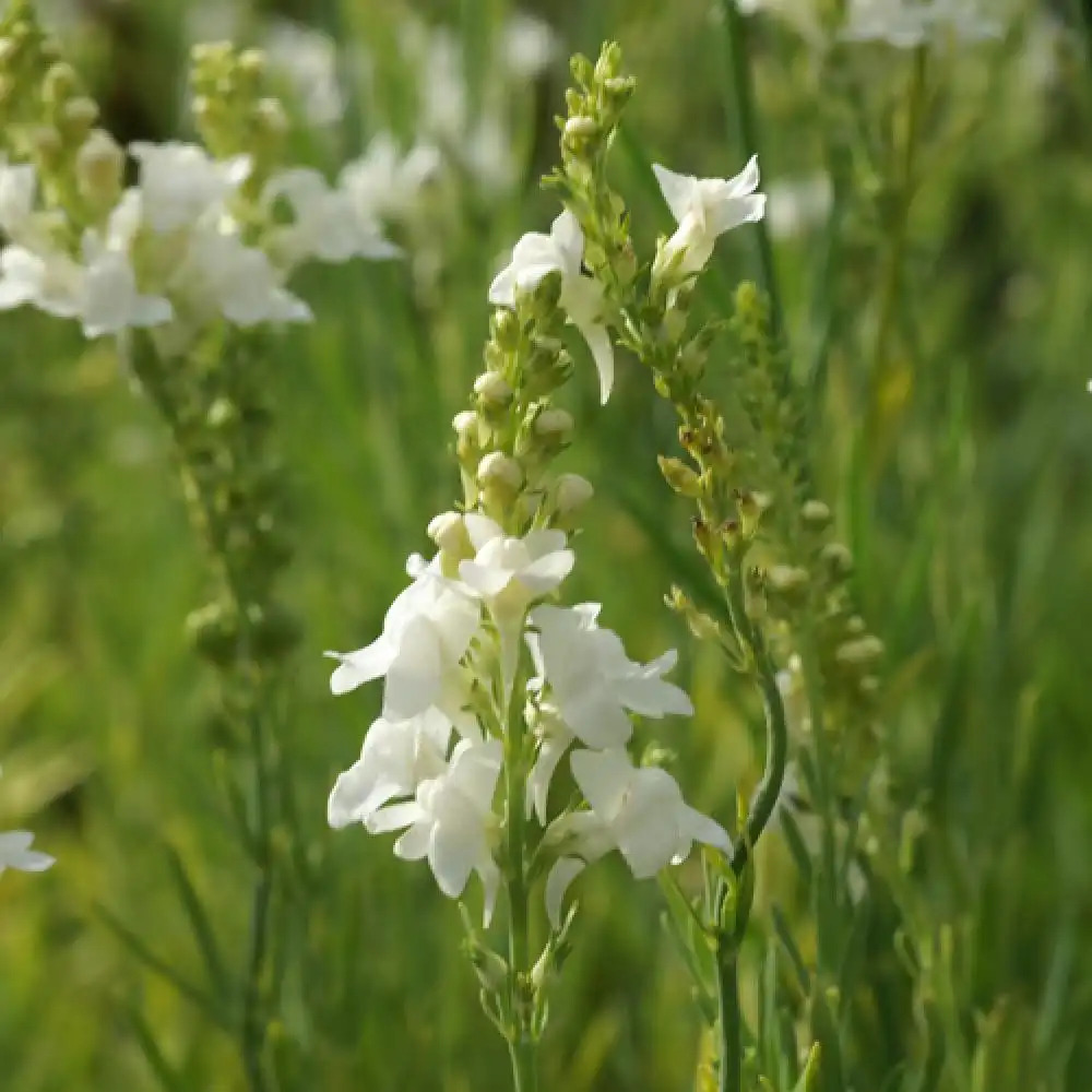 LINARIA purpurea 'Springside White'