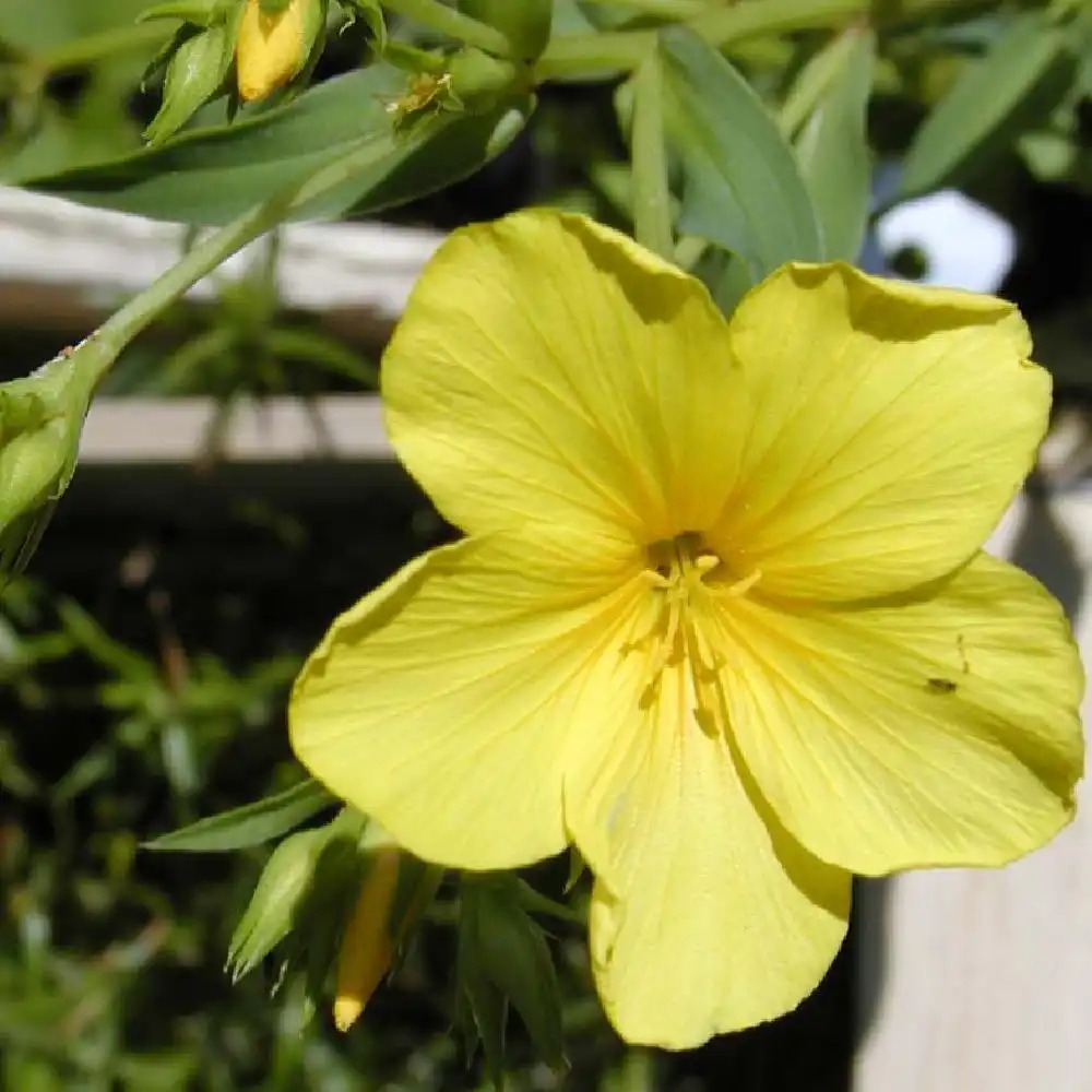 LINUM flavum