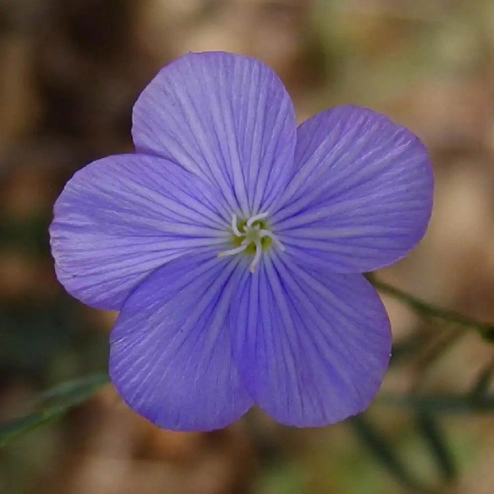 LINUM narbonense