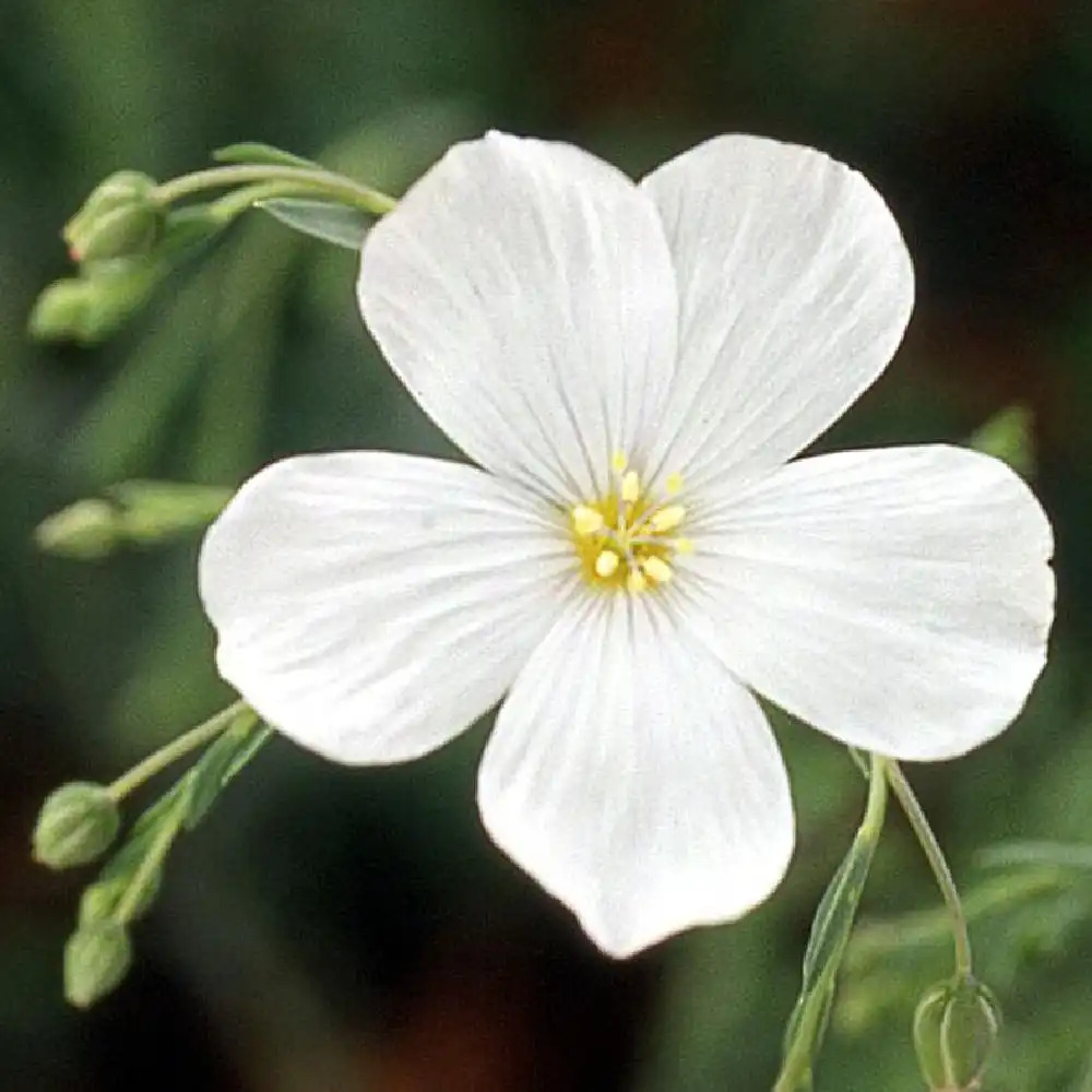 LINUM perenne 'Album'