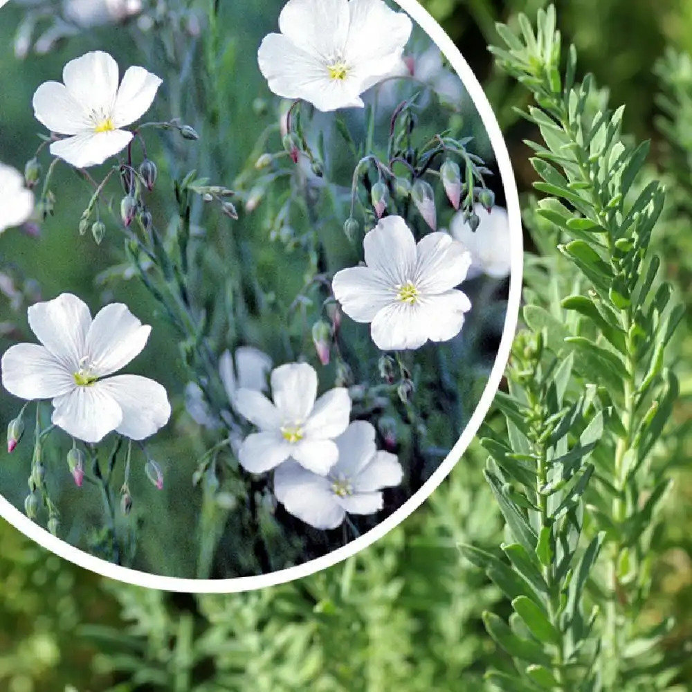 LINUM perenne 'Diamant'