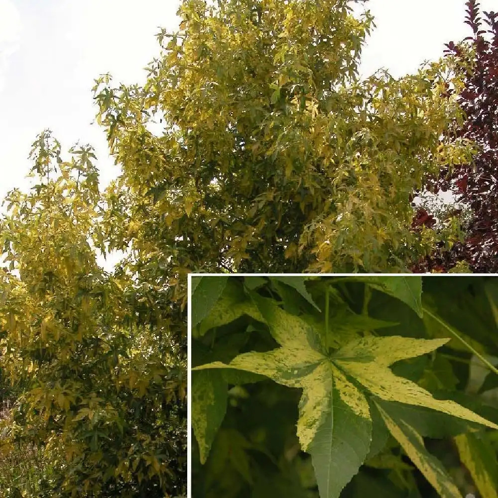 LIQUIDAMBAR styraciflua 'Aurea'