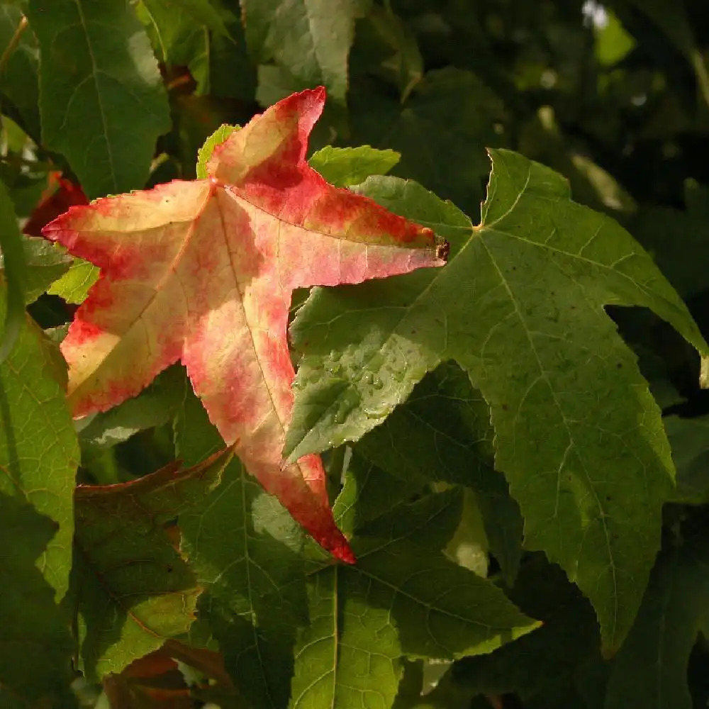 LIQUIDAMBAR styraciflua 'Lane Roberts'