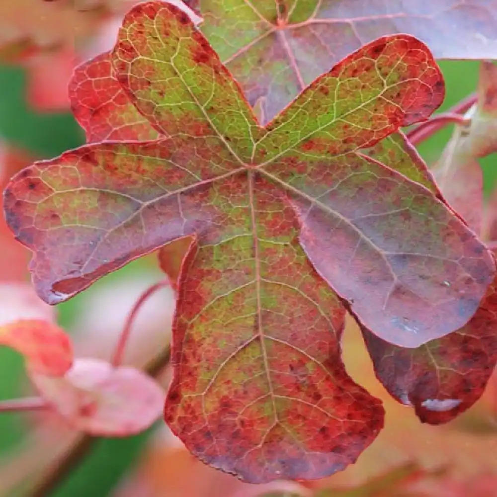 LIQUIDAMBAR styraciflua 'Rotundiloba'