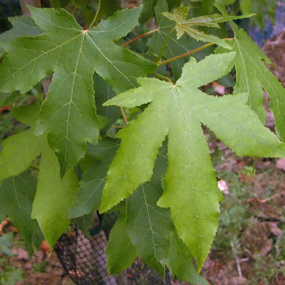 LIQUIDAMBAR styraciflua 'Thea'