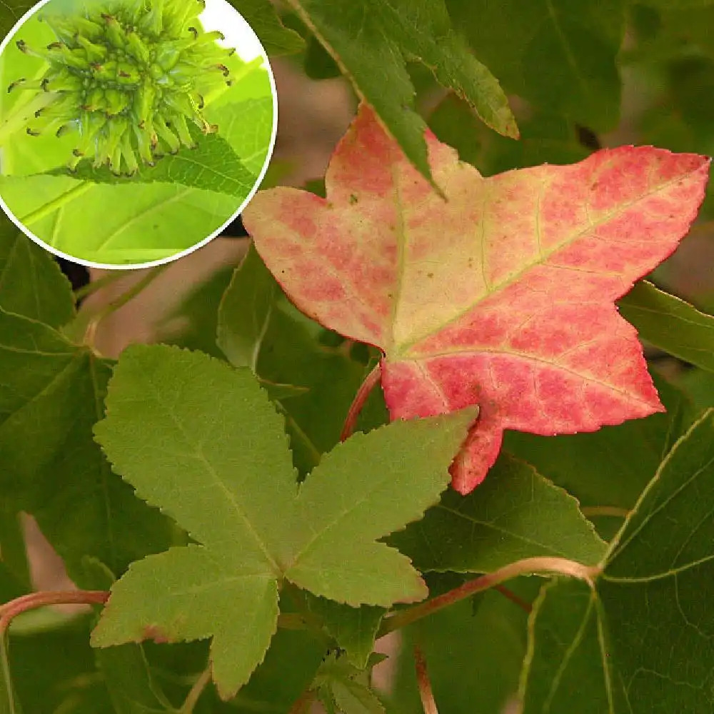 LIQUIDAMBAR styraciflua