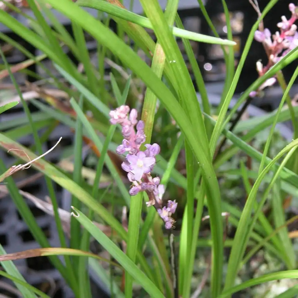 LIRIOPE graminifolia