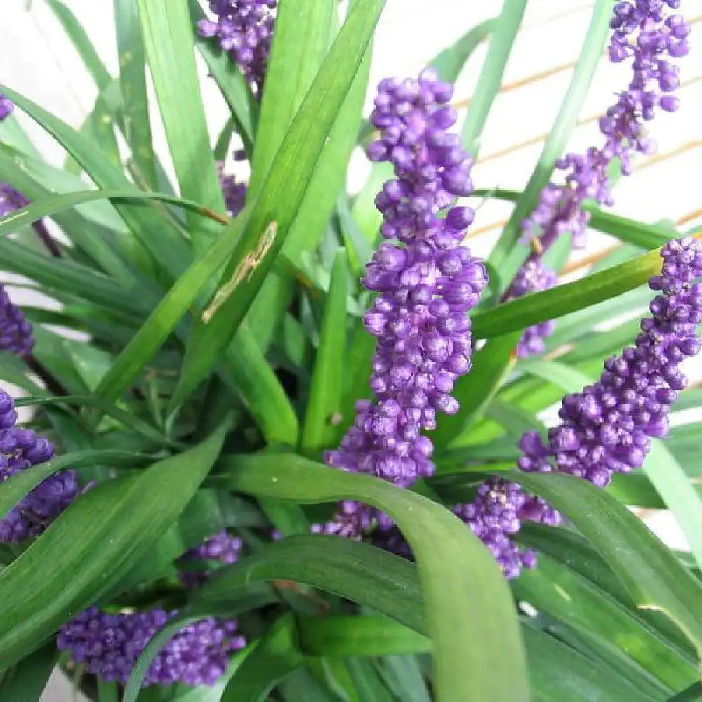 LIRIOPE muscari 'Big Blue'