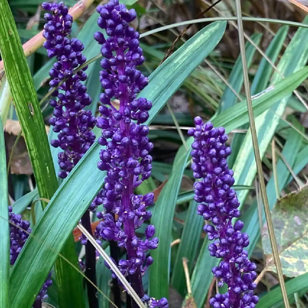 LIRIOPE muscari 'Ingwersen' - pépinières Lepage Bretagne Bord de mer