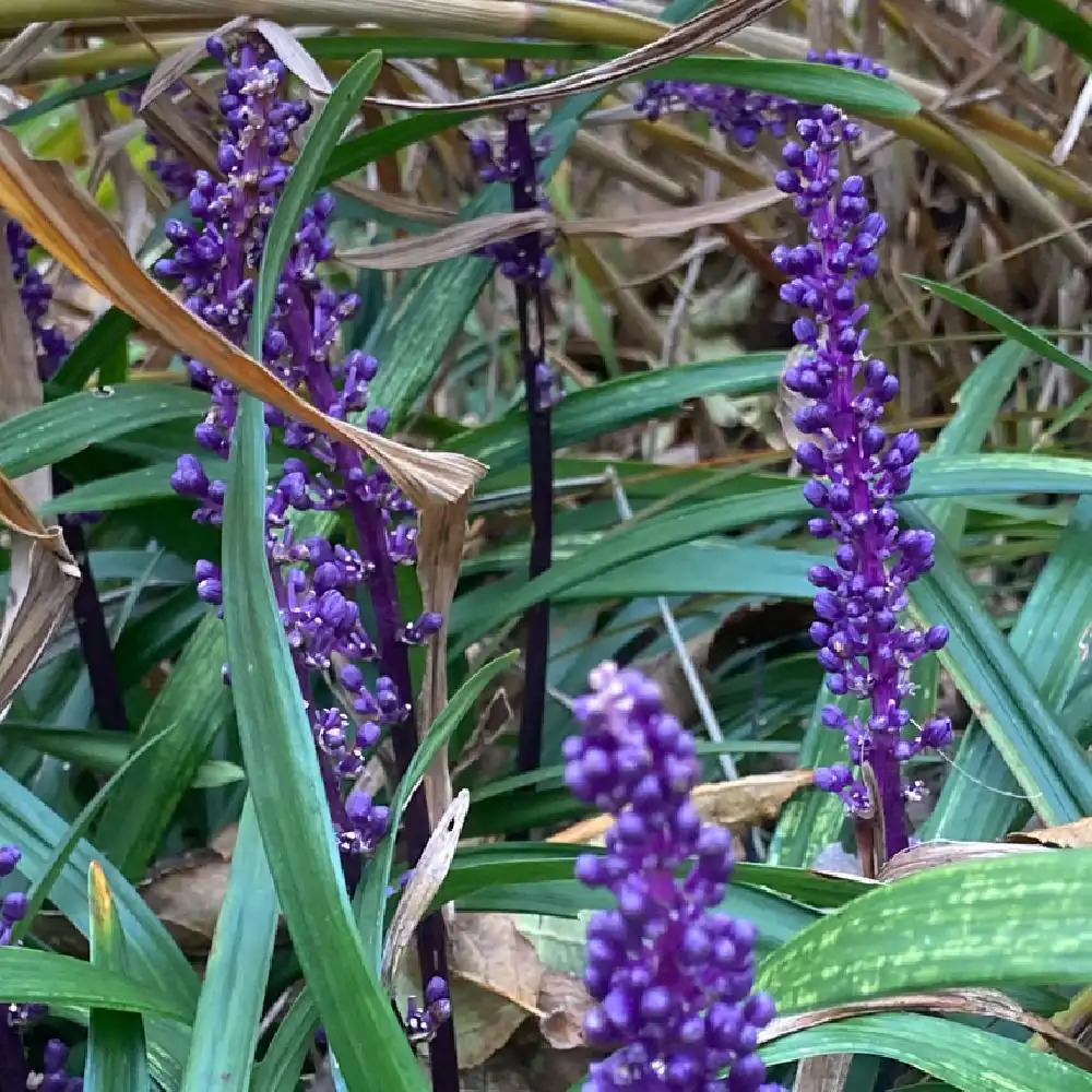 LIRIOPE muscari 'Ingwersen' - pépinières Lepage Bretagne Bord de mer