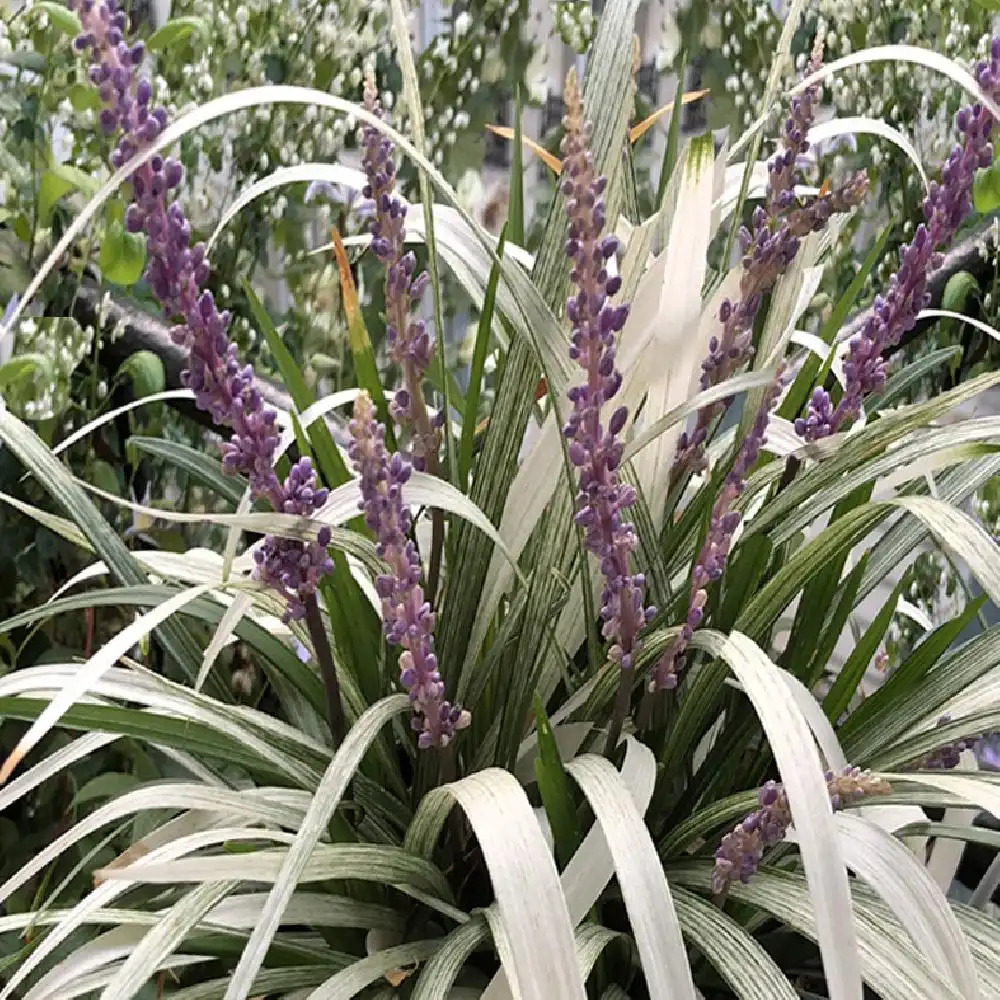 LIRIOPE muscari 'Okina'