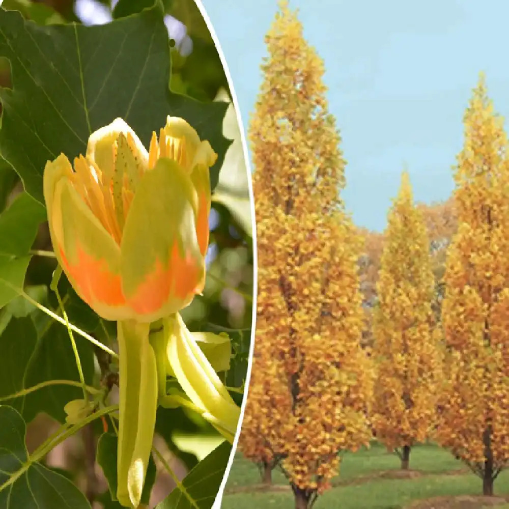 LIRIODENDRON tulipifera 'Fastigiatum'