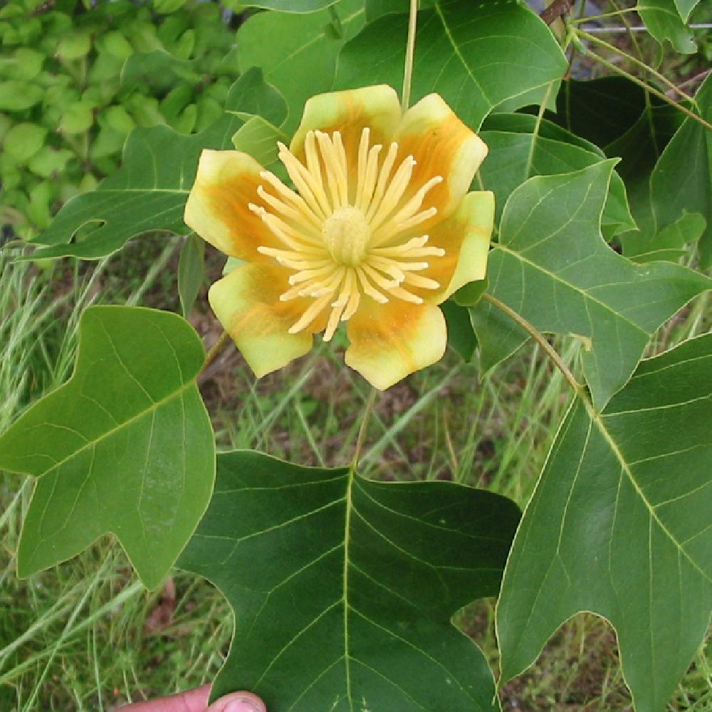 LIRIODENDRON tulipifera