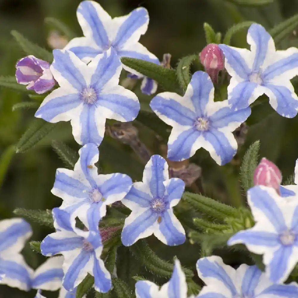 LITHODORA diffusa 'Star'