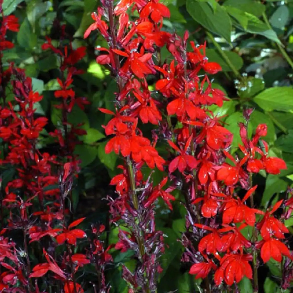 LOBELIA 'Black Truffle'