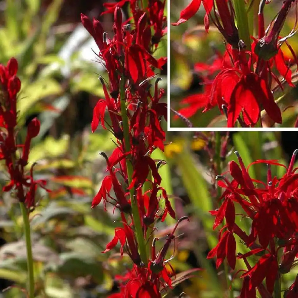 LOBELIA cardinalis