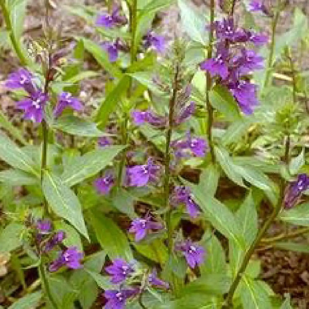 LOBELIA gerardii 'Vedrariensis'