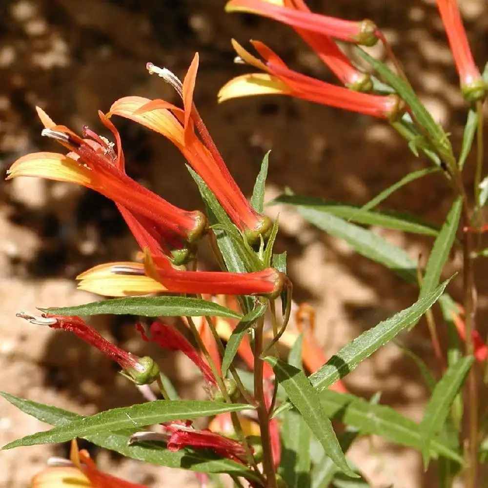 LOBELIA laxiflora