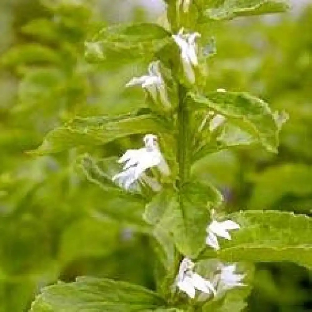 LOBELIA siphilitica 'Alba'