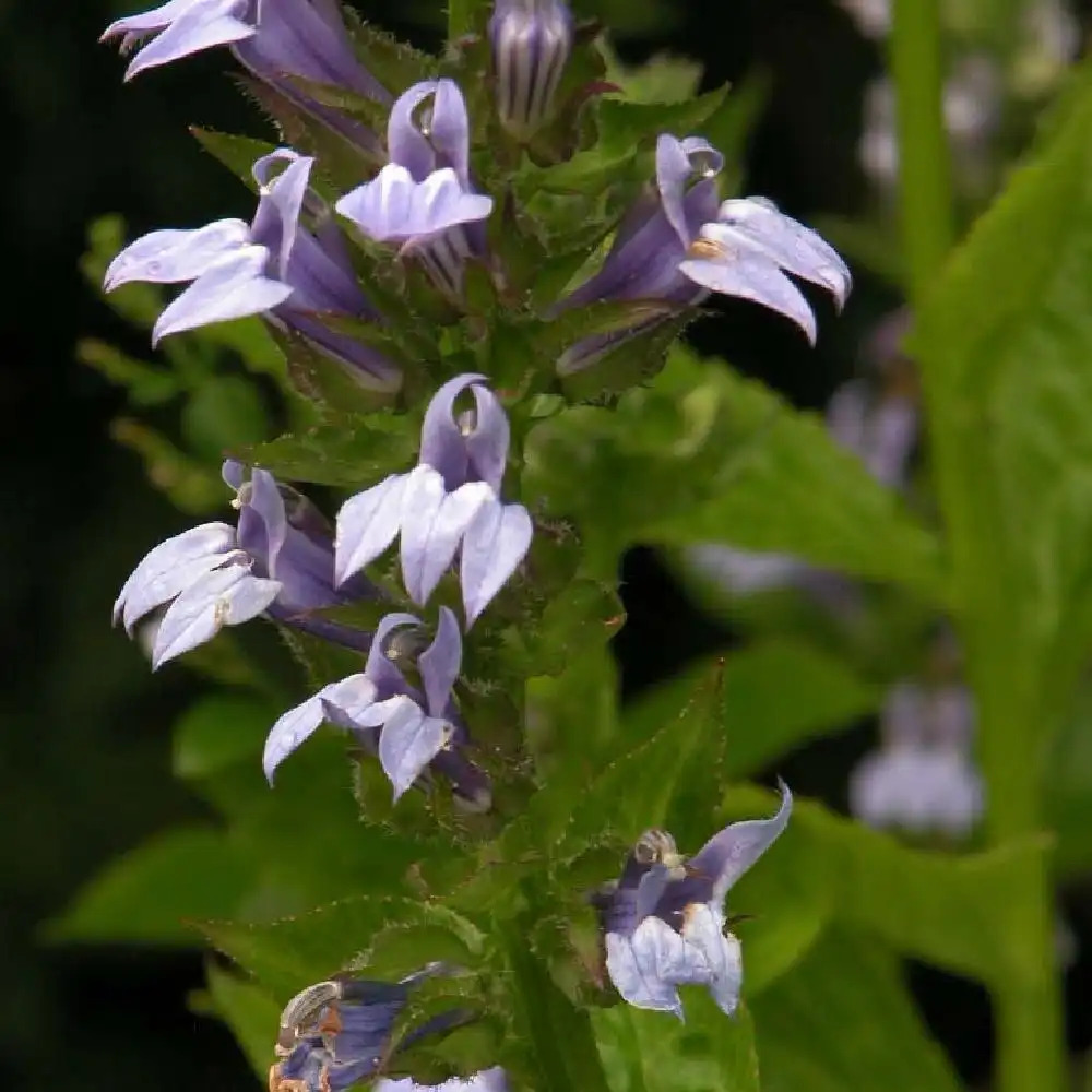 LOBELIA siphilitica