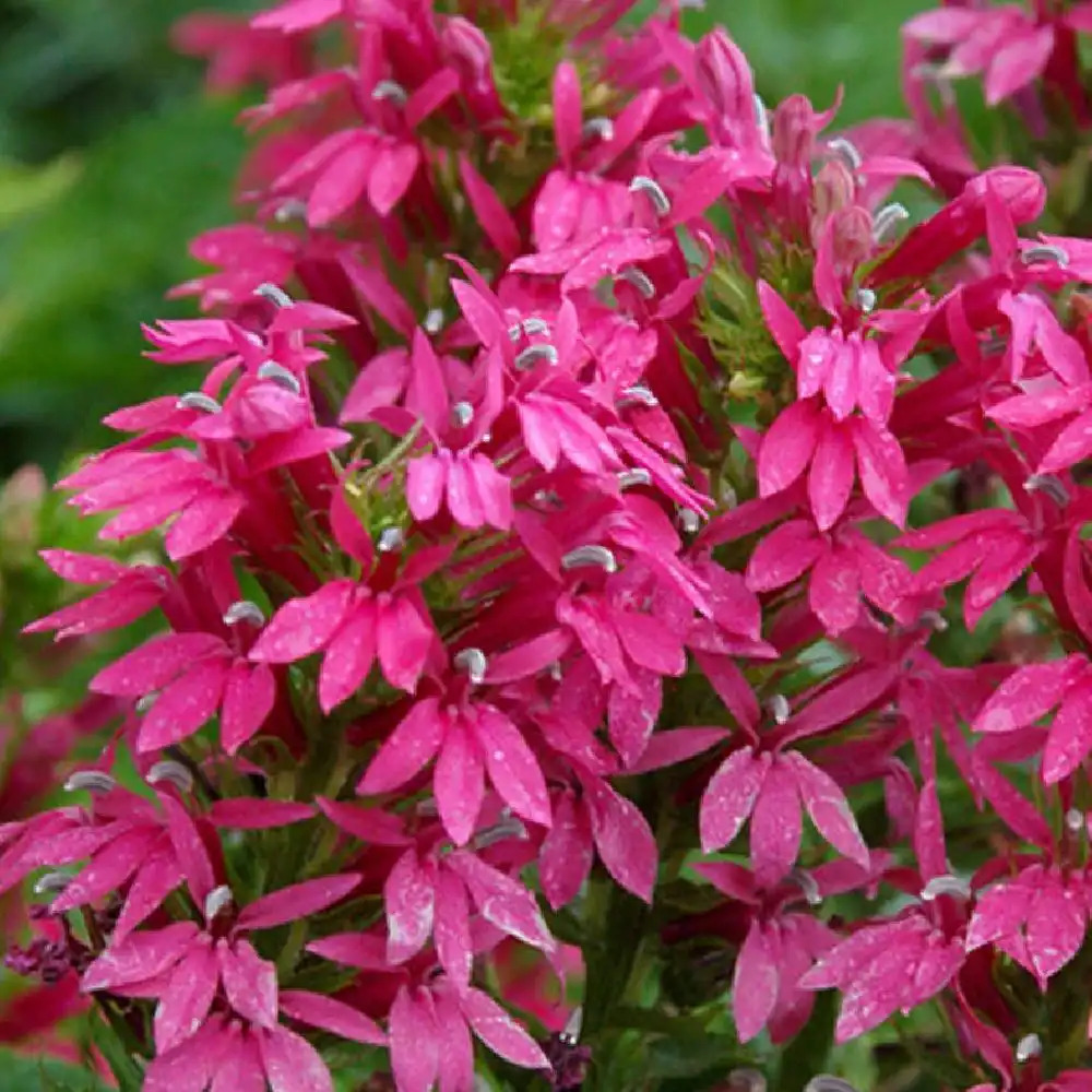 LOBELIA x speciosa 'Monet Moment'