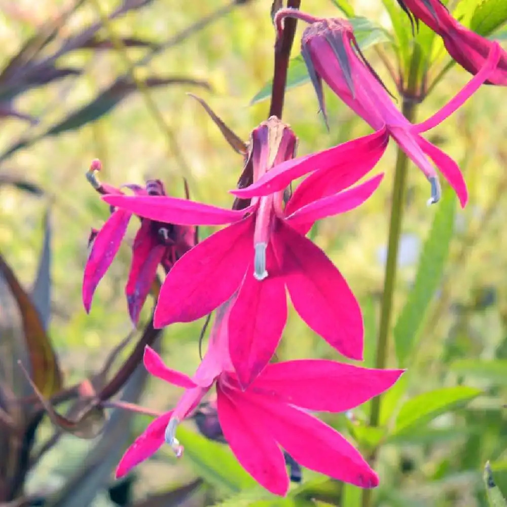 LOBELIA speciosa 'Russian Princess'