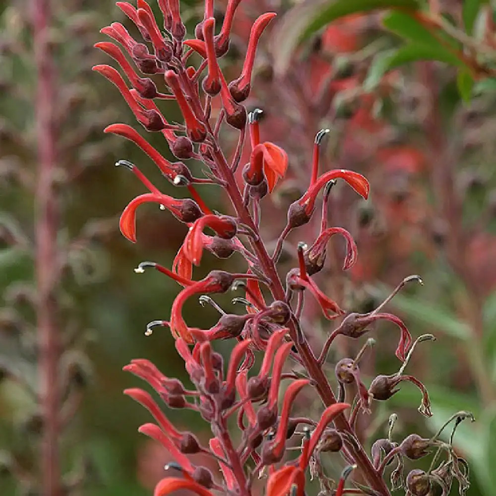 LOBELIA tupa