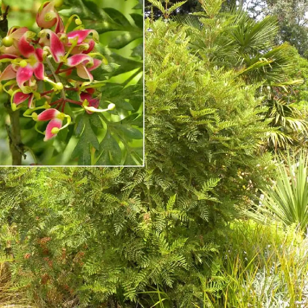 LOMATIA ferruginea