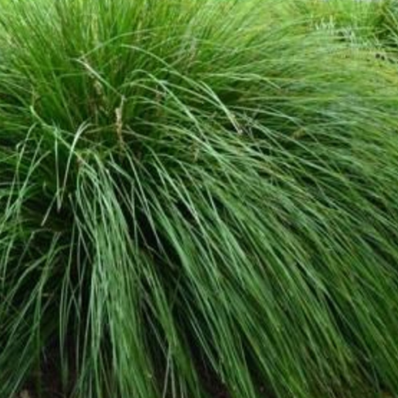 LOMANDRA longifolia 'TanikaÂ®'