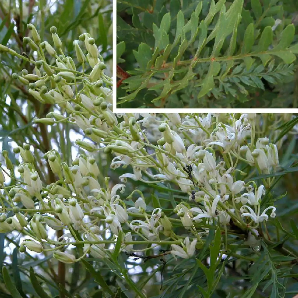 LOMATIA tinctoria