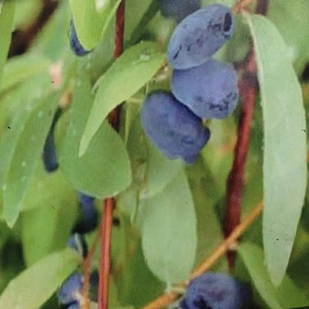 LONICERA  (caerulea var.) kamtschatica 'Sweet'