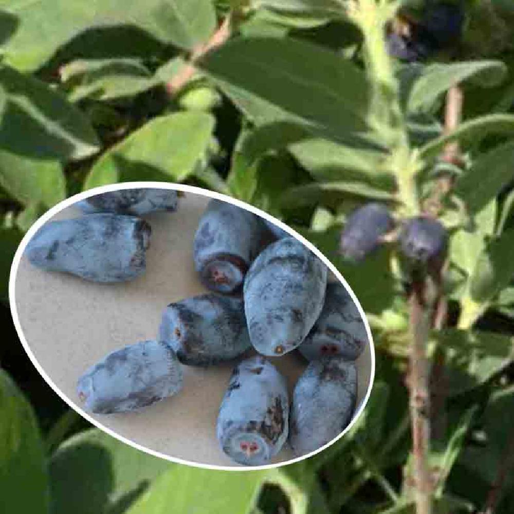 LONICERA (caerulea var.) kam. 'Zojka'