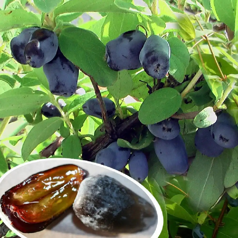 LONICERA (caerulea var.) kamtschatica