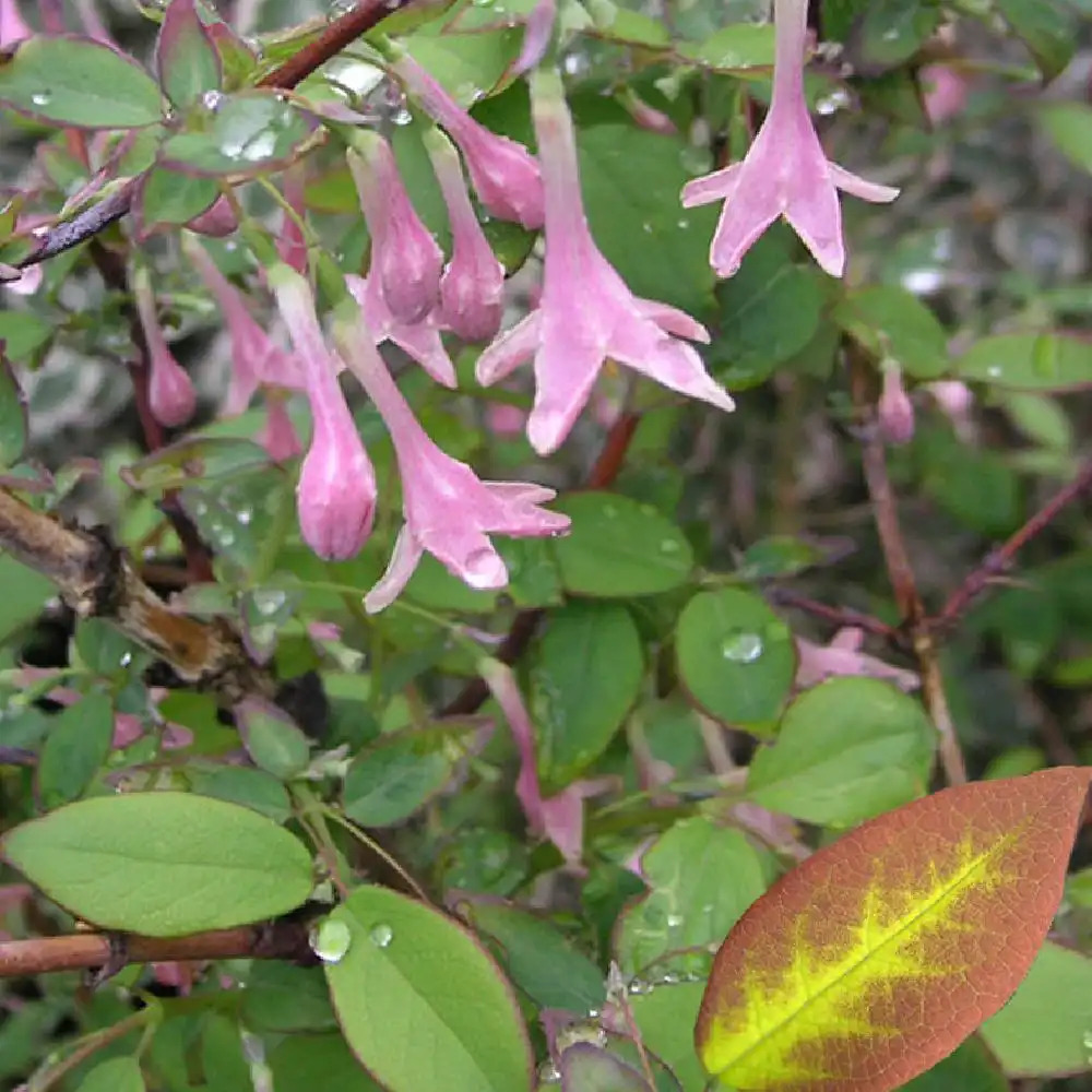 LONICERA grandis