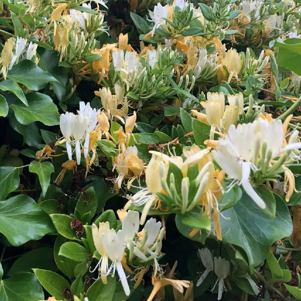 LONICERA japonica 'Hall's Prolific'