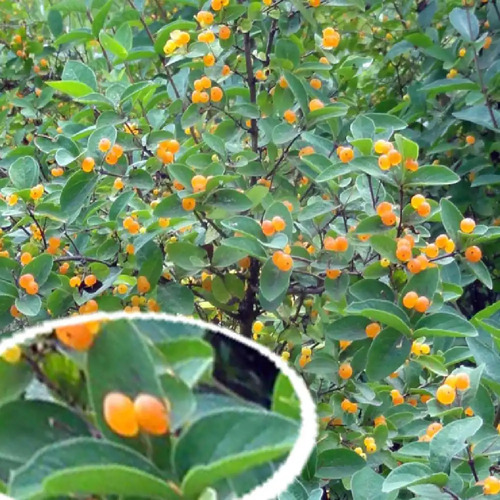 LONICERA korolkowii ?Aurora? - Chevrefeuille du Turkestan - ppinires  Lepage Bretagne Bord de mer