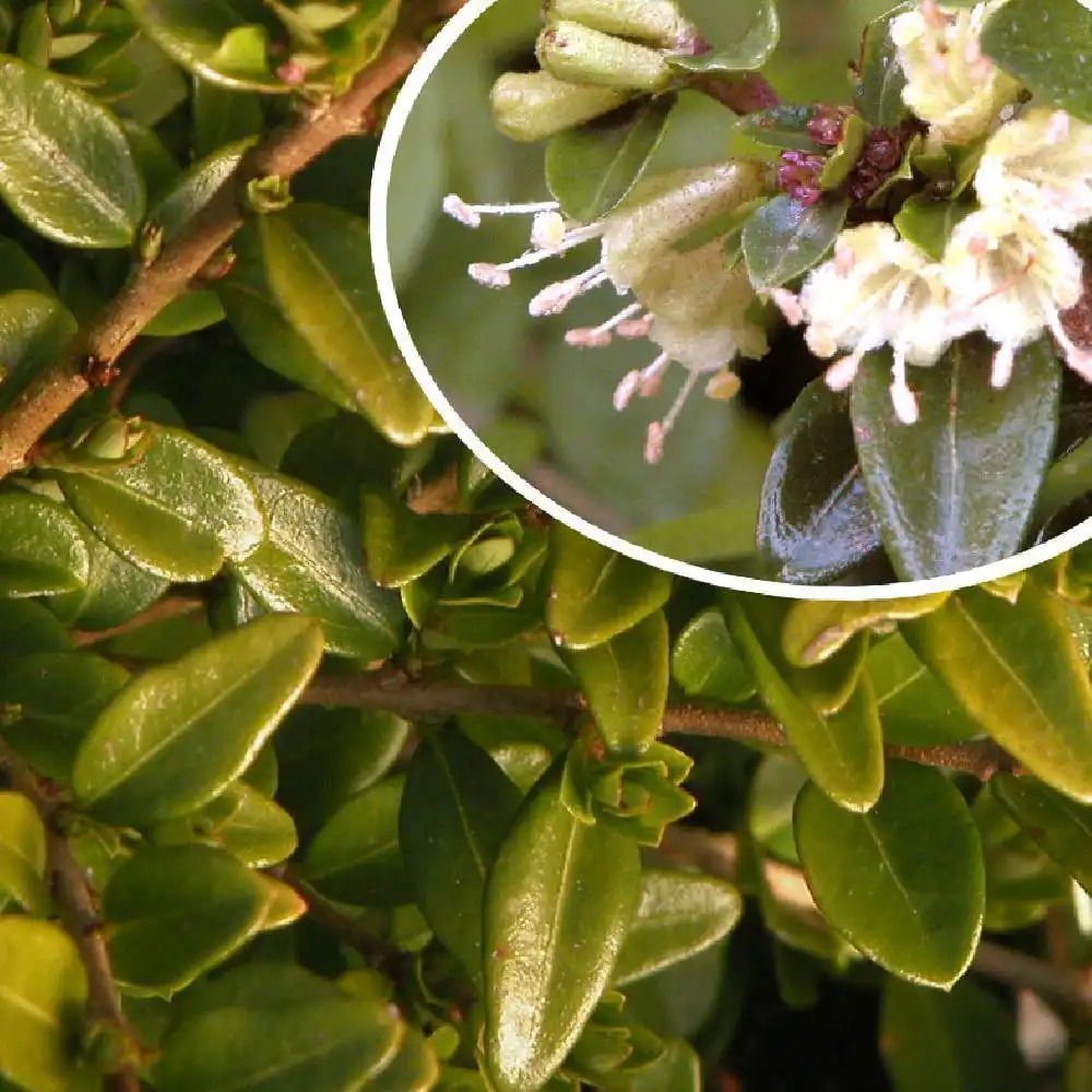 LONICERA nitida 'Maigrün'