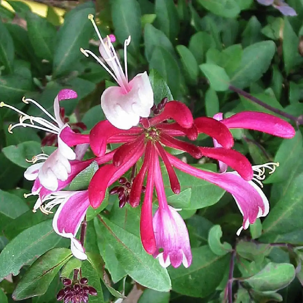 LONICERA periclymenum 'Serotina'