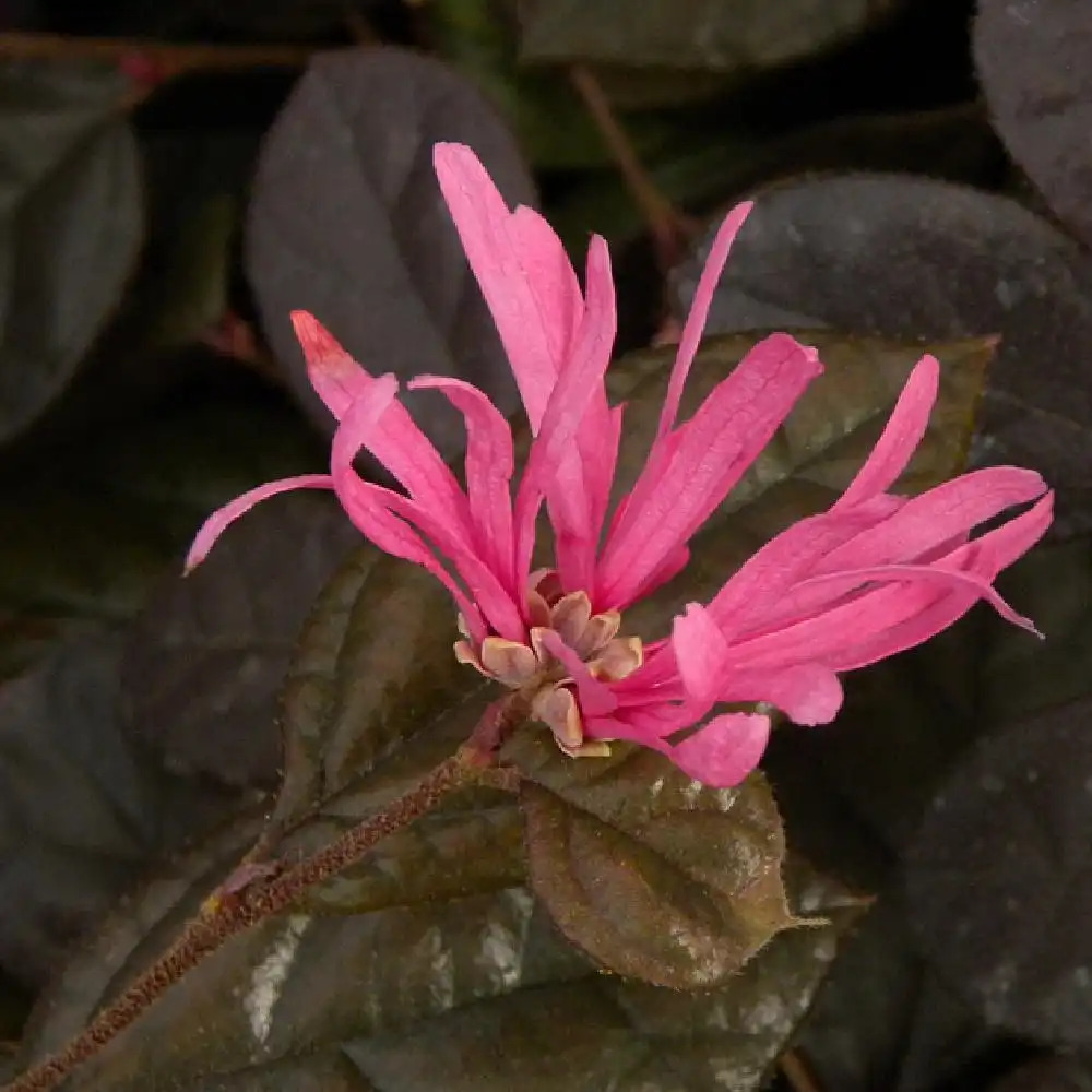 LOROPETALUM chinense 'Fire Dance'