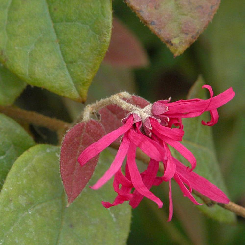 LOROPETALUM chinense f.rubrum