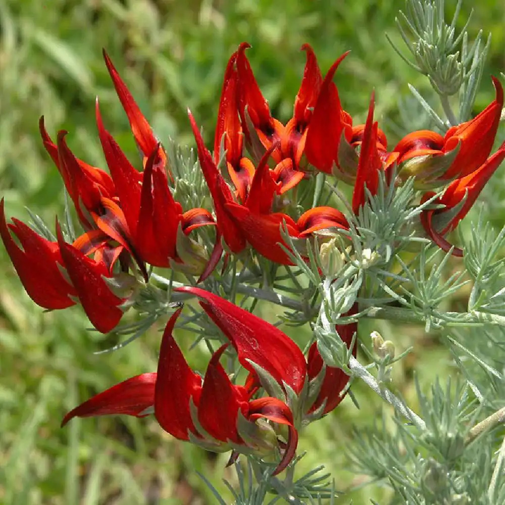 LOTUS berthelotii