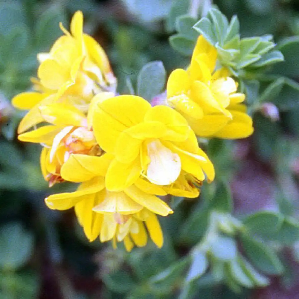 LOTUS corniculatus 'Pleniflorus'