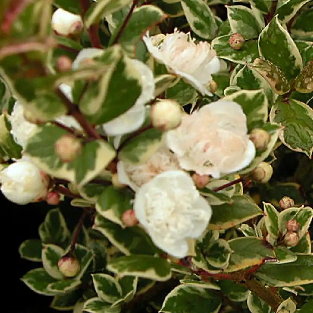 LUMA apiculata 'Glanleam Gold'