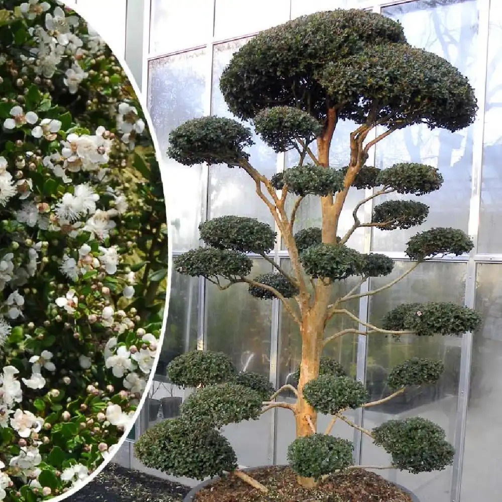 LUMA apiculata (en nuage)