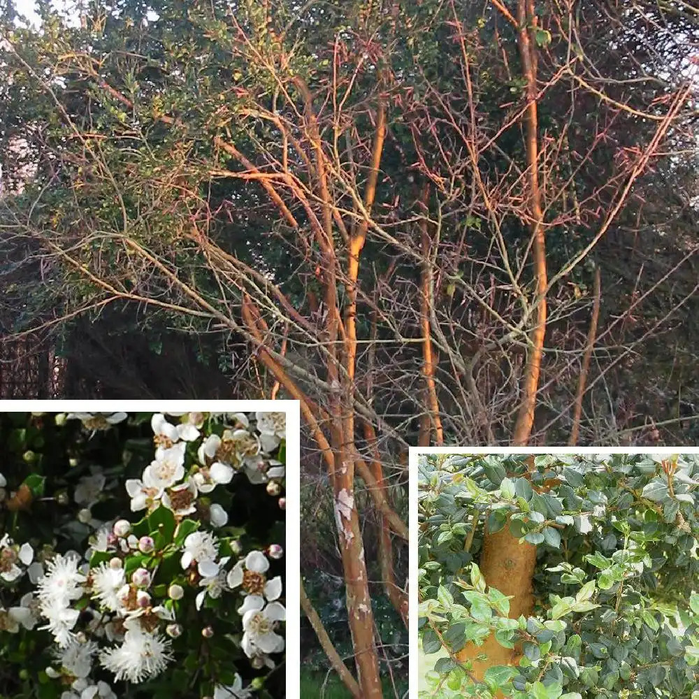 LUMA apiculata (=MYRTUS luma)