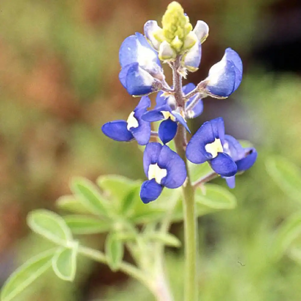 LUPINUS arboreus bleu