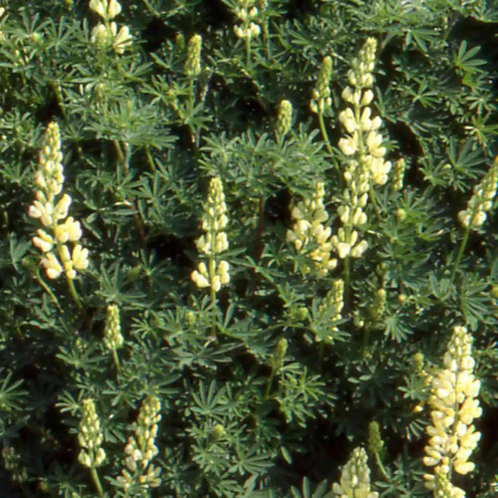 LUPINUS arboreus jaune