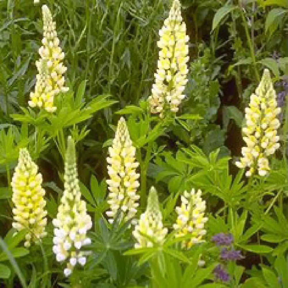 LUPINUS 'Le Chandelier' ('Chandelier)