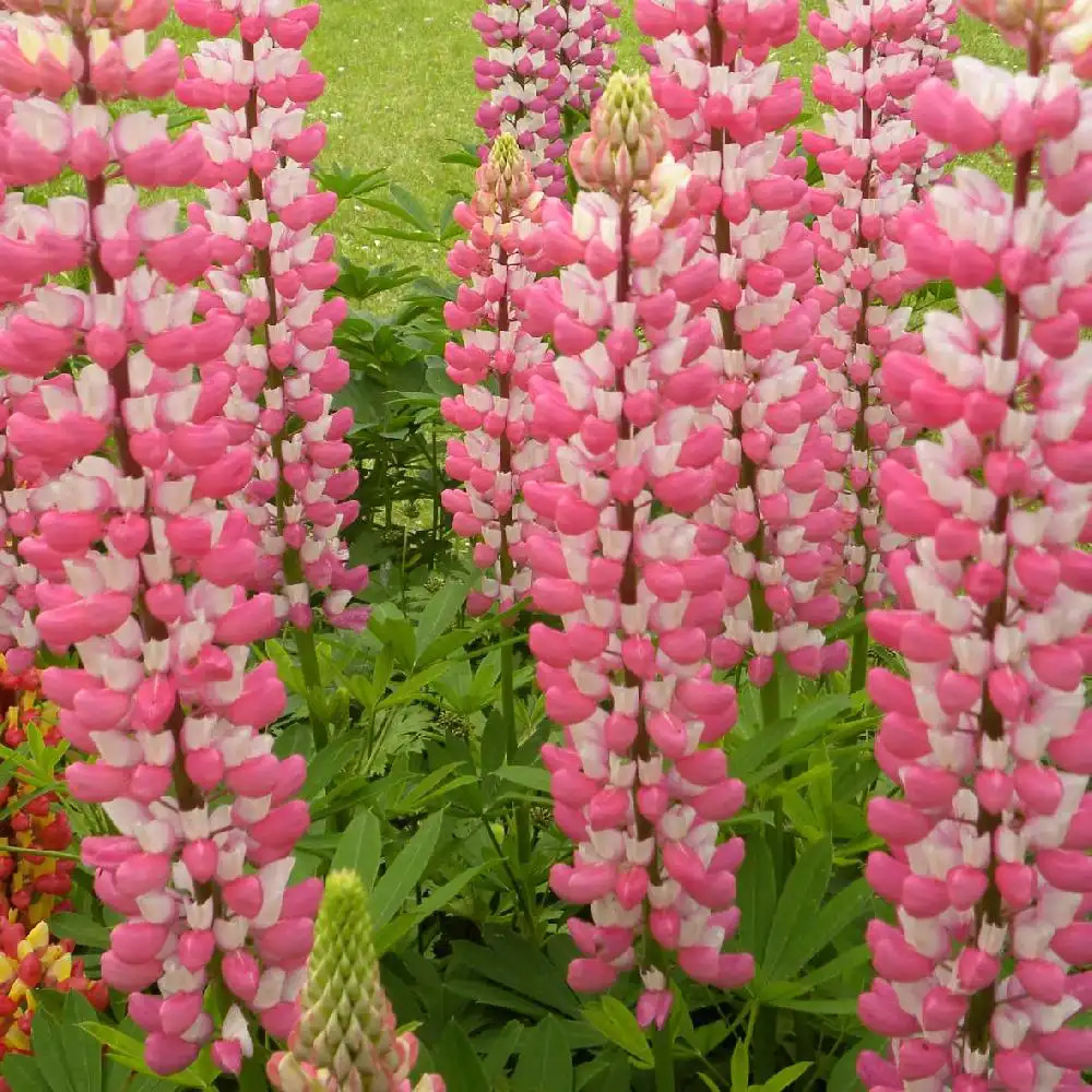 LUPINUS 'La Châtelaine'